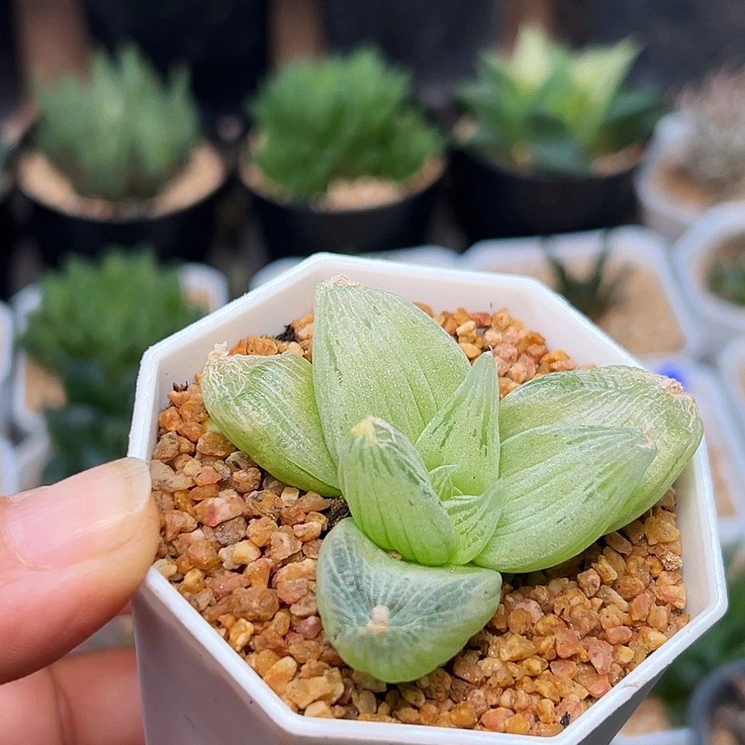 佛座箍一颗一颗一颗