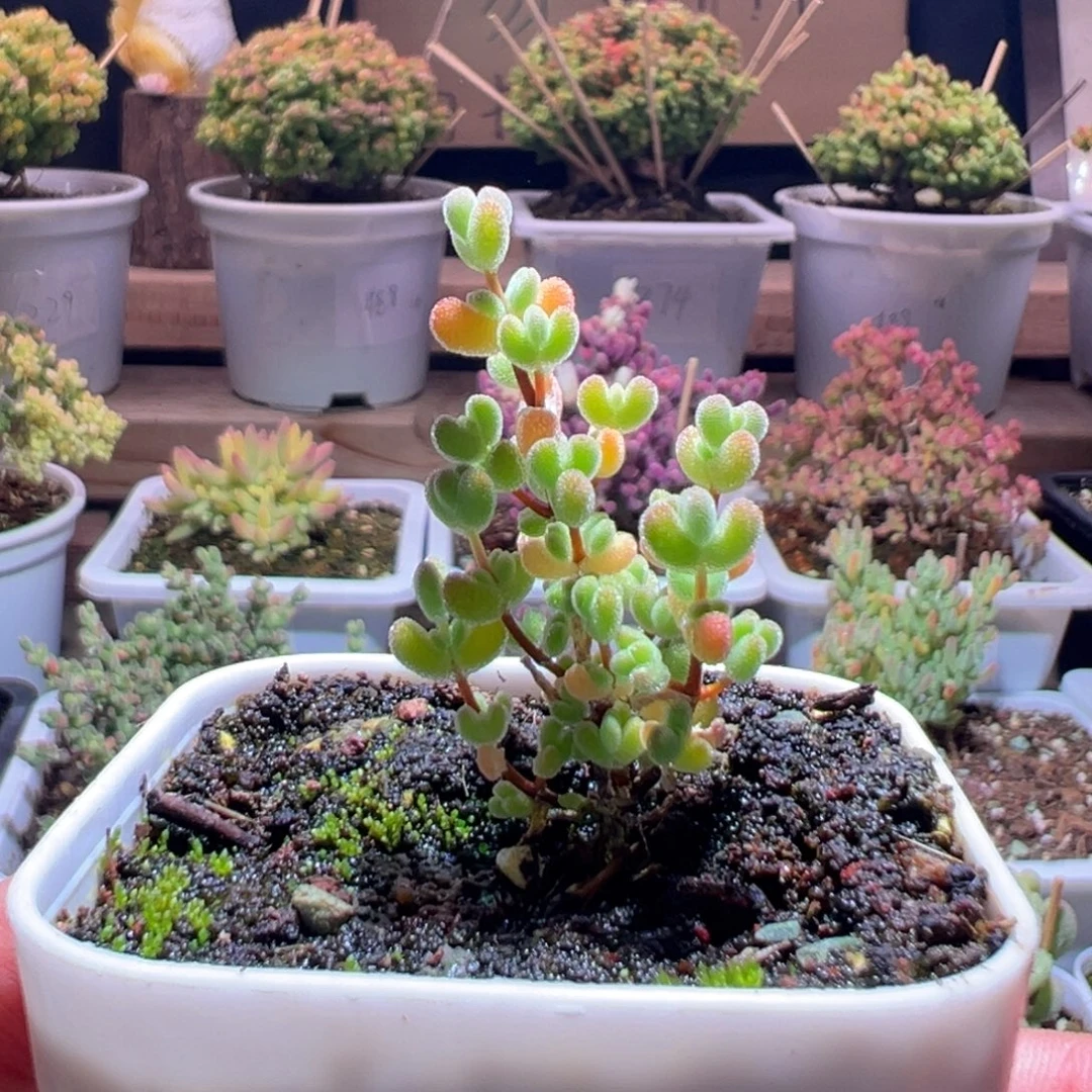 518黄金莱斯一物一拍包开箱