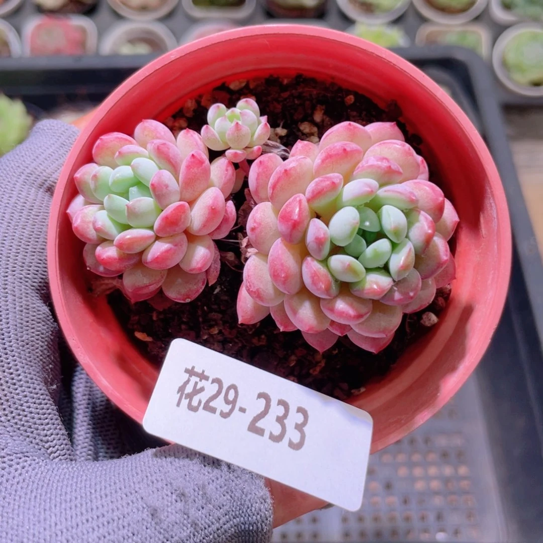 花利美29-233珍珠豆