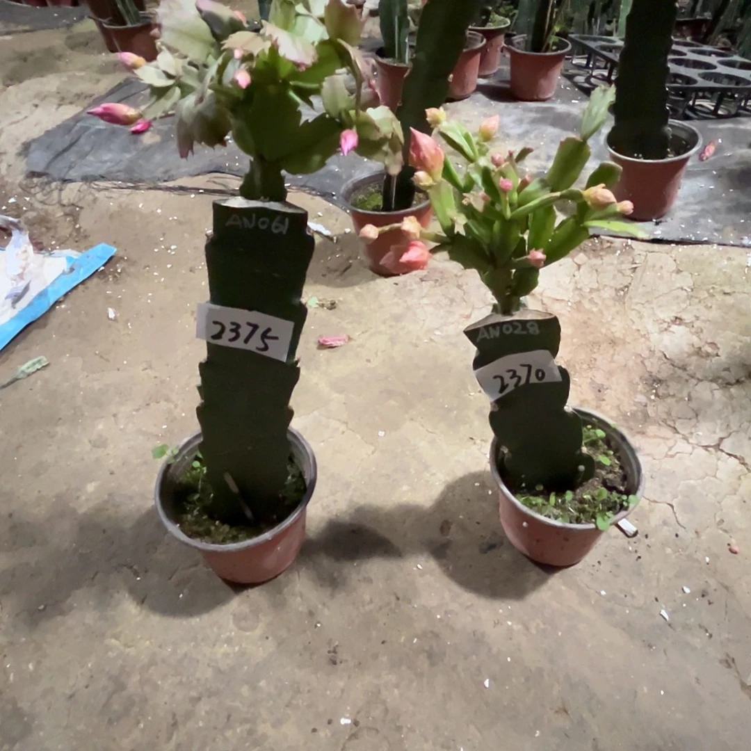 完全开放2375+2270