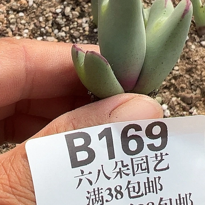 1***满无花朵169号大将风度