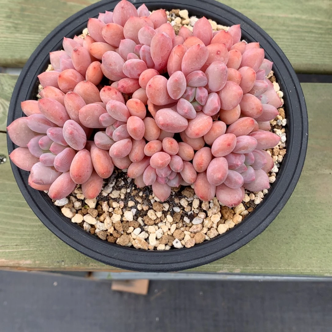 我们家的小仙女们