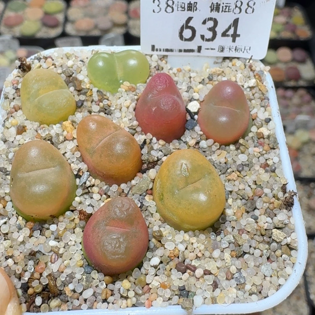 Sssss便宜清仓出了634特