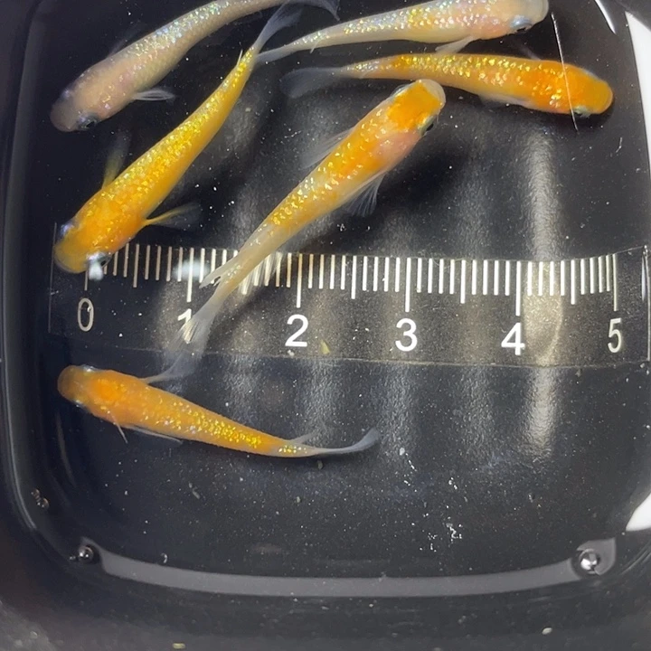 青鳉鱼王华6条，1号，满15包邮，可叠单