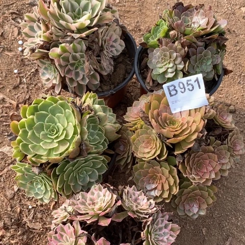 951五颗法师多肉植物