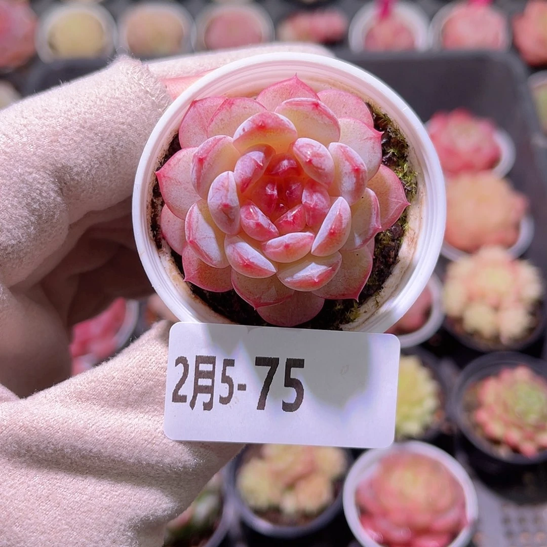 花利美5-75雪颜玉