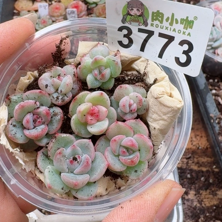 多肉植物多肉植物