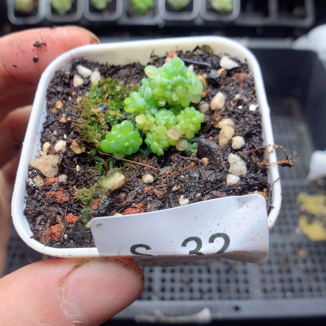 无花朵岁****肉S32英语英语英语英语还有