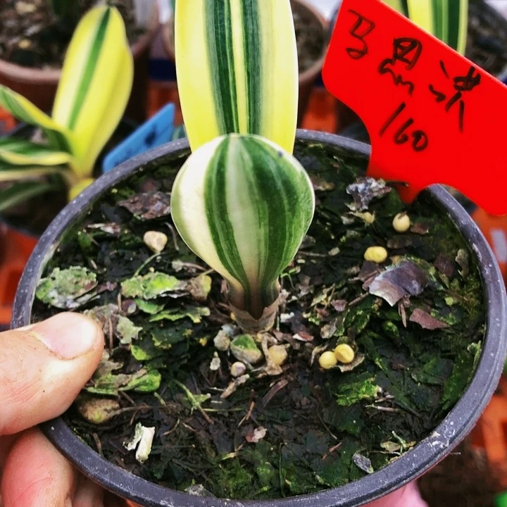 【闪购商品】完全开放马*洪