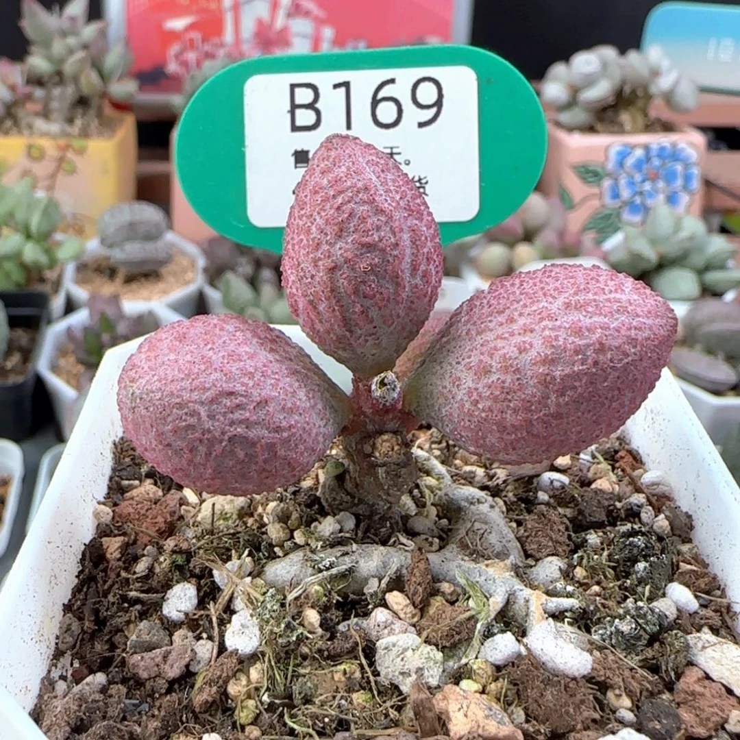 138号。     169。