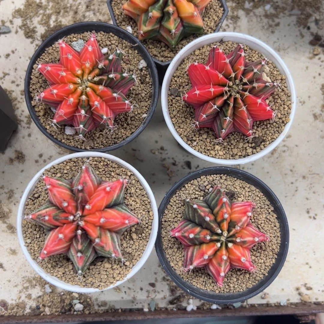 下播福利米哈仙人球