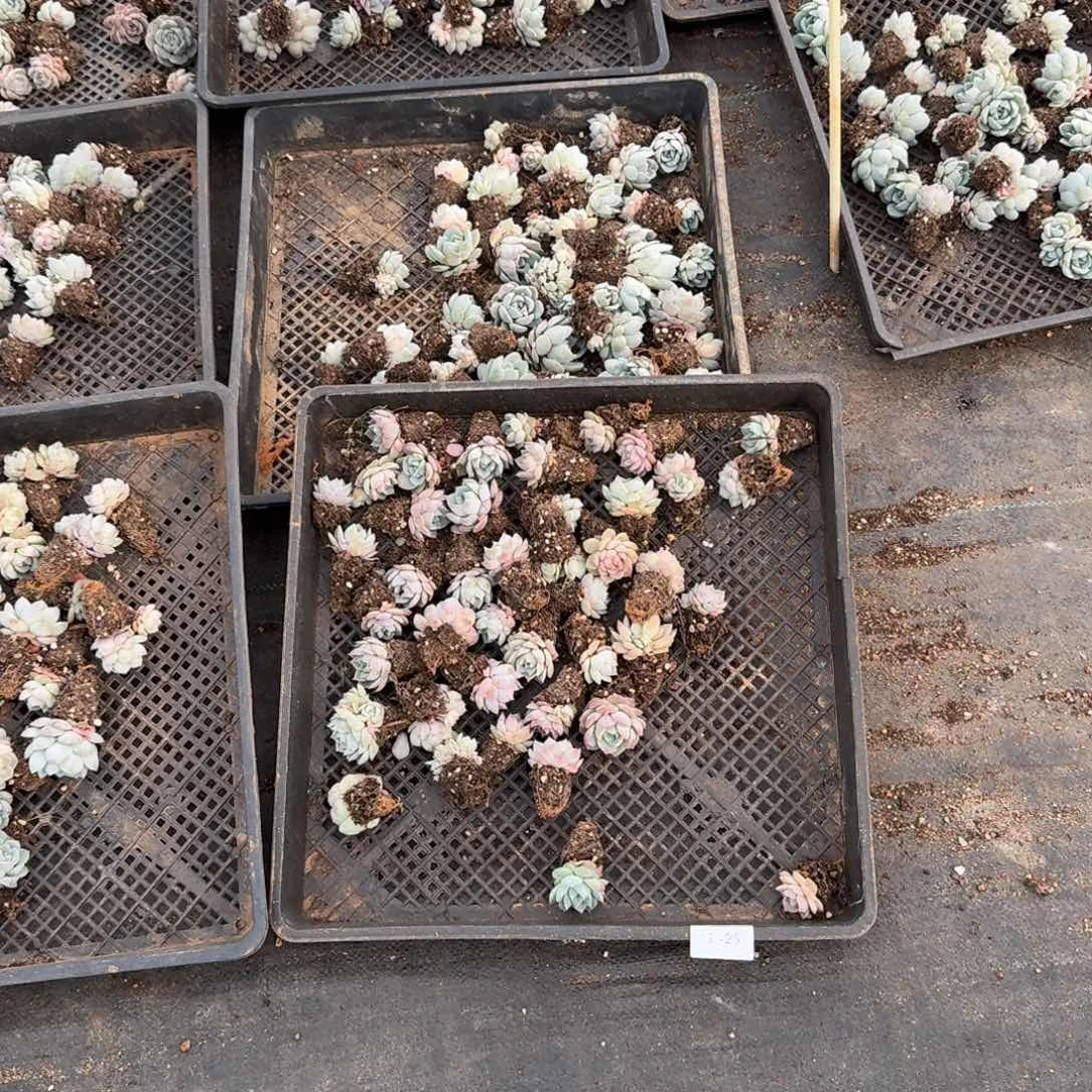 白吉梦露杂交量拍19-28