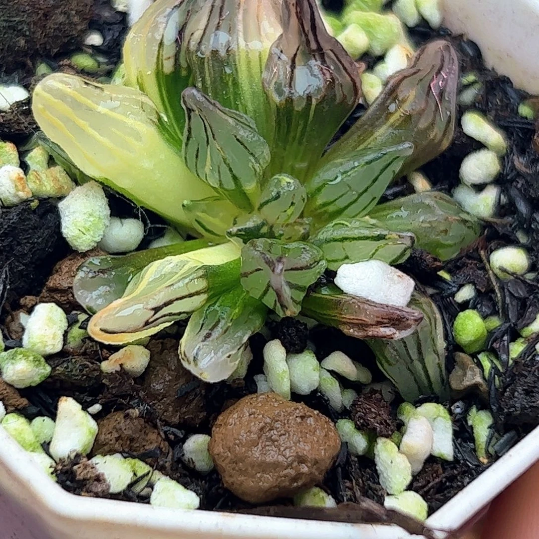 西瓜缀化锦十二卷多肉