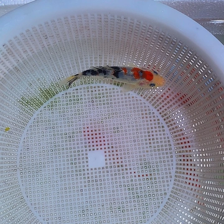 锦鲤锦鲤活体开箱包活