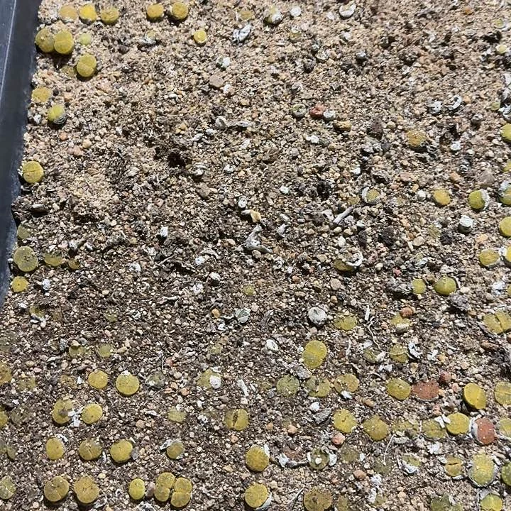 生石花111。   780