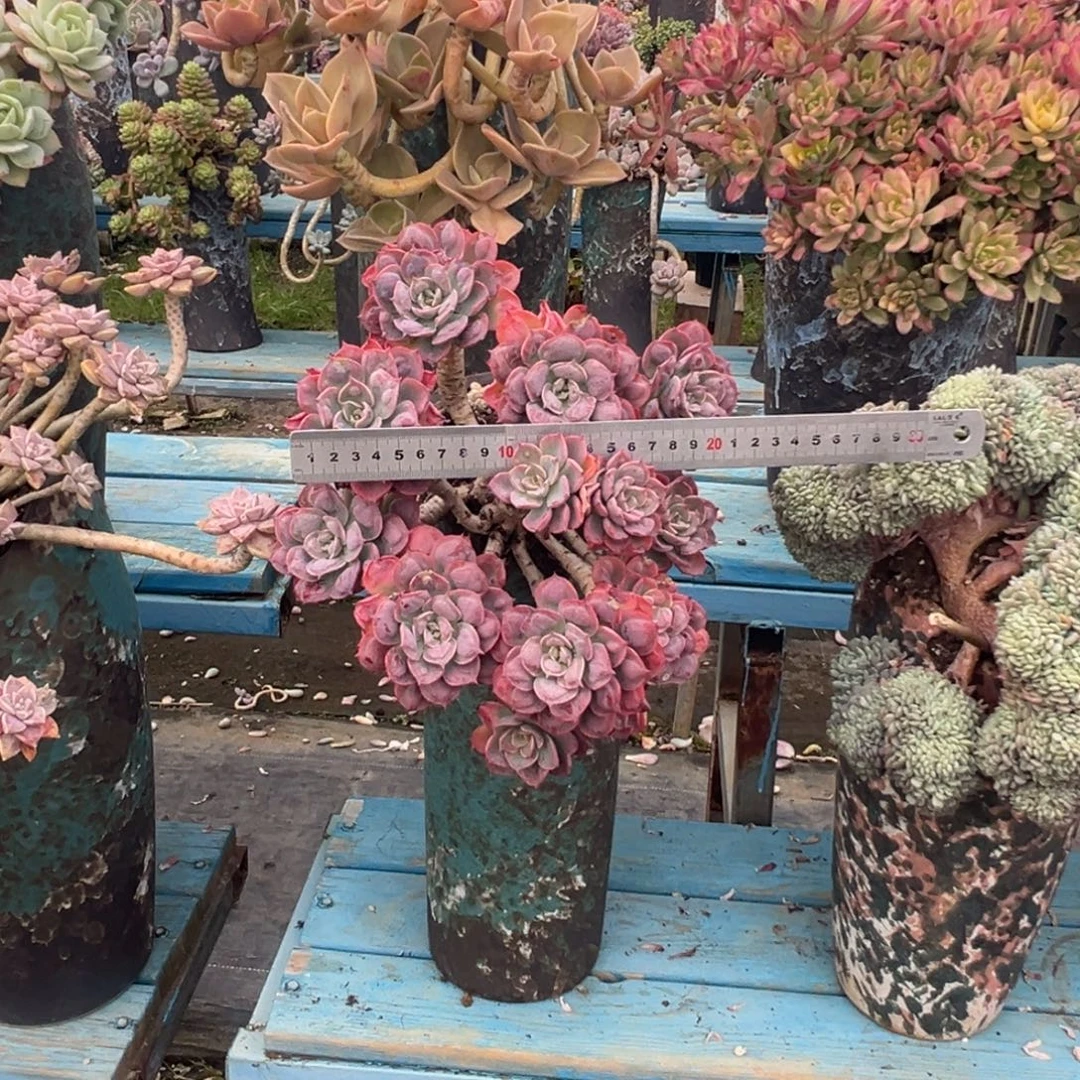 精品雨滴有砍老桩 裸肉