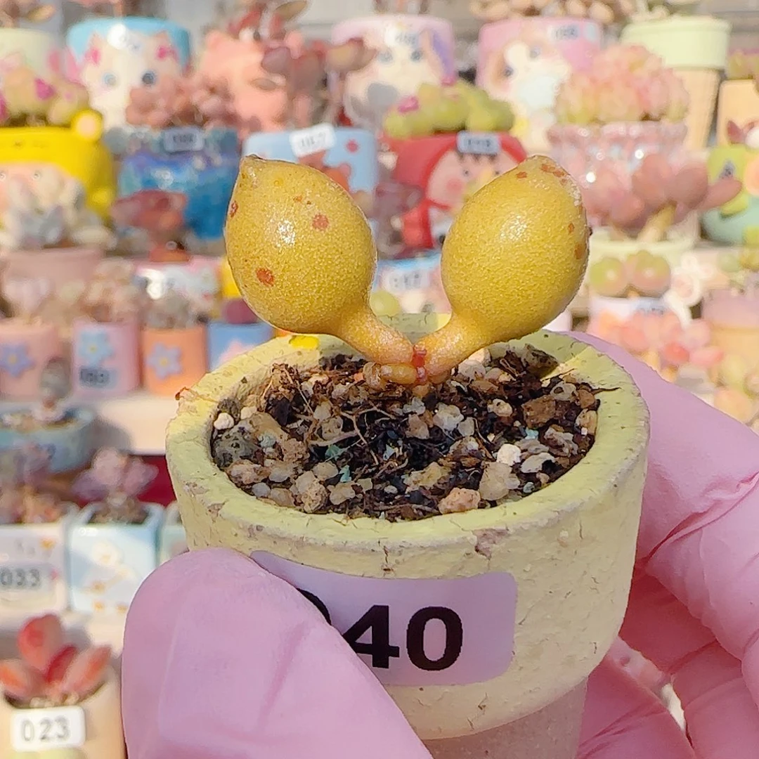L 黄金豹 盆口3cm