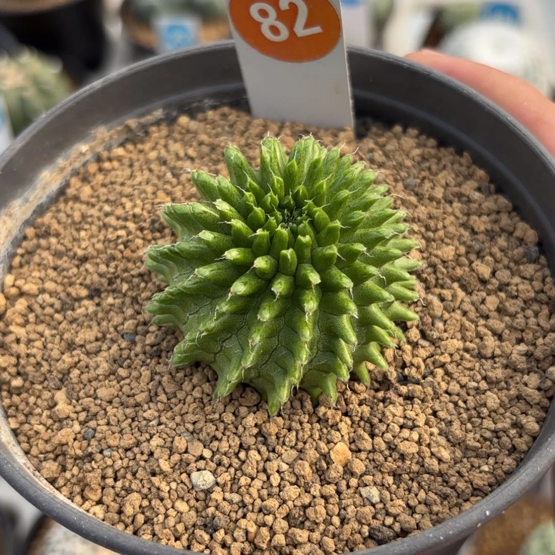 82实生海胆大戟带盆带土发货