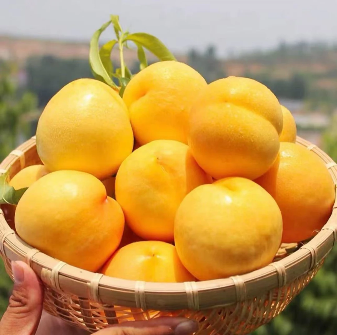 山东正宗蒙阴黄金油桃脆甜爽口果园直达现摘先发