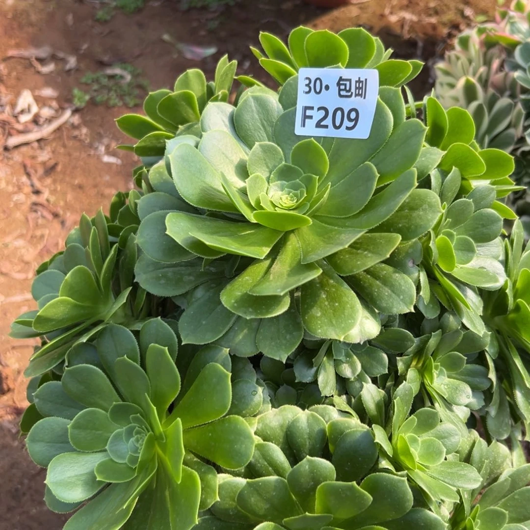 209绿杨蓉多肉法师