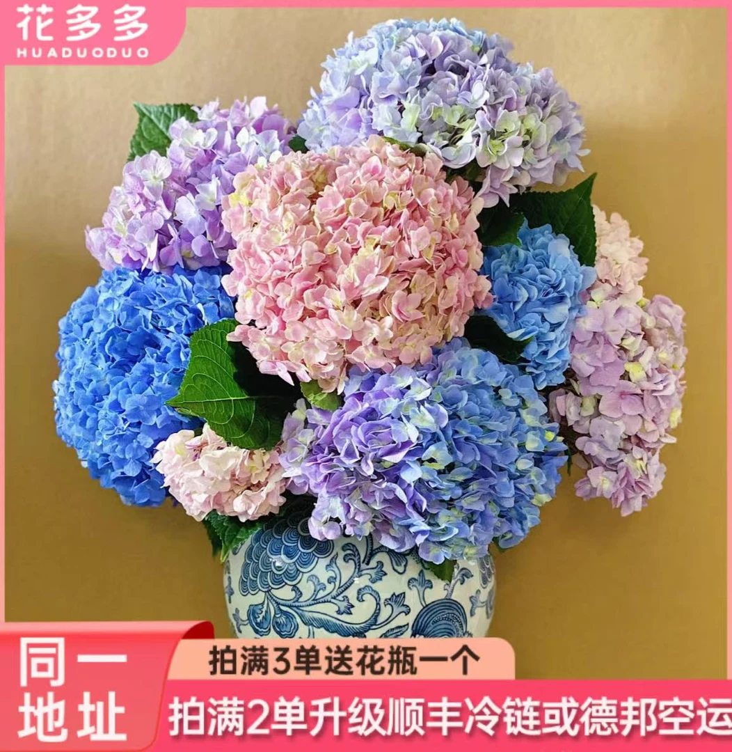 【无尽夏绣球】2支 同一地址拍满2单升级顺丰冷链三单安排花瓶
