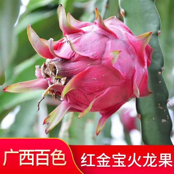 【顺丰快递】广西百色田东红金宝红心火龙果5斤8斤礼盒