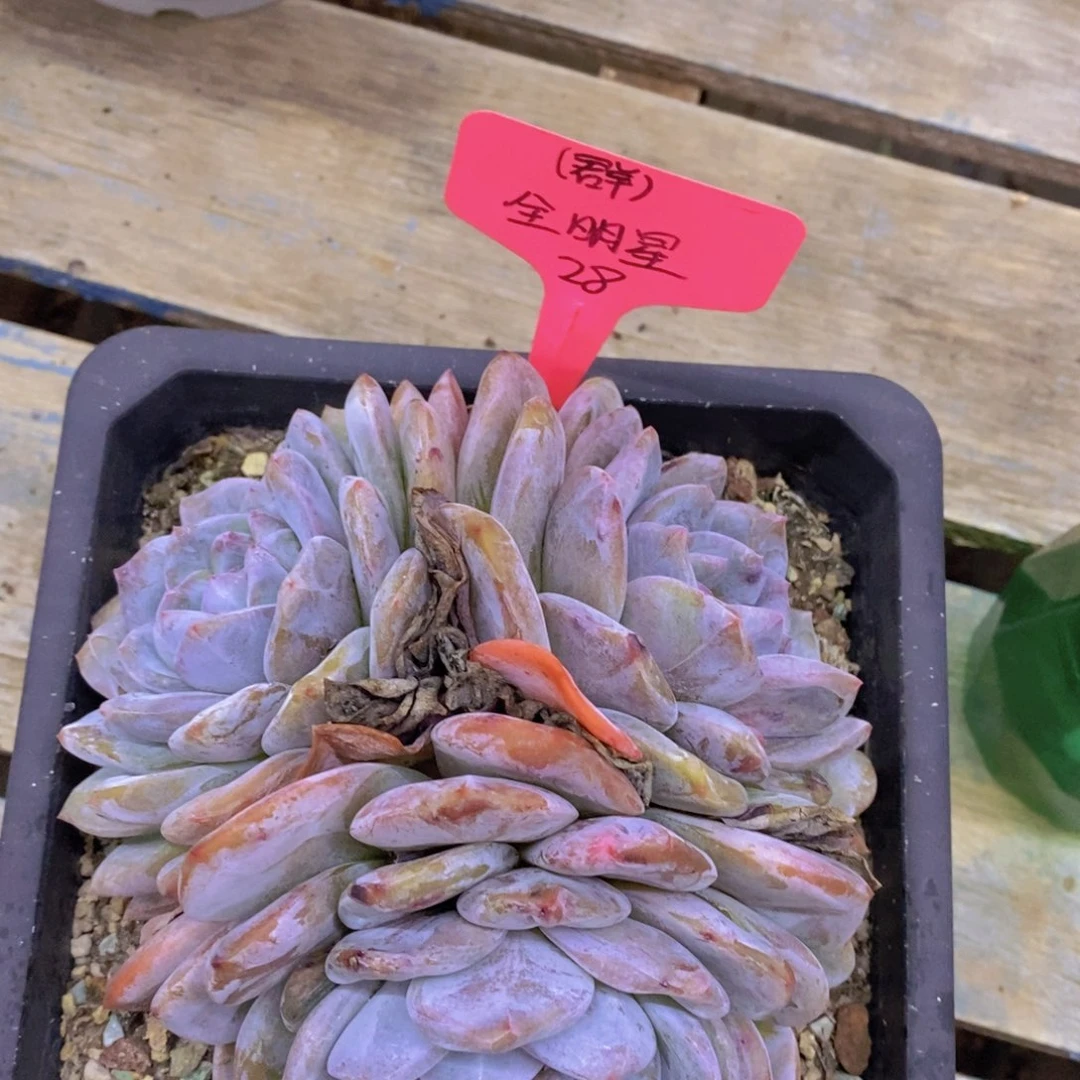 精品多肉，一物一拍，清