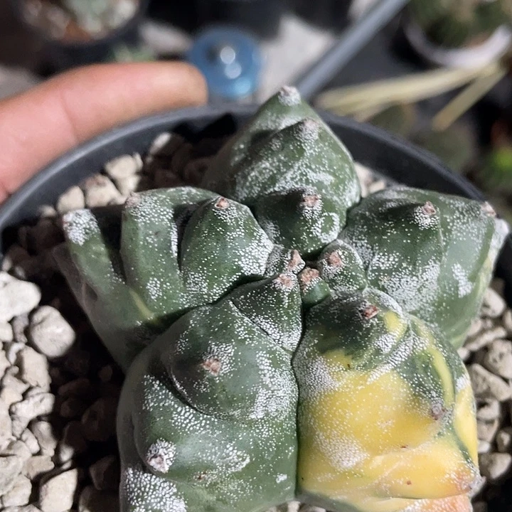 自根龟甲银沙锦带盆土发货