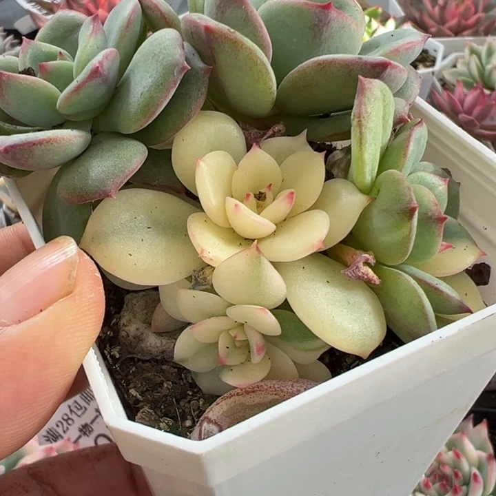 三文鱼锦多肉植物204