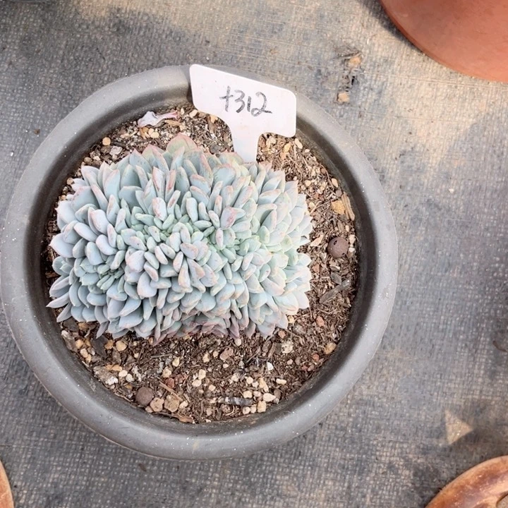 晨语多肉一物一拍+312