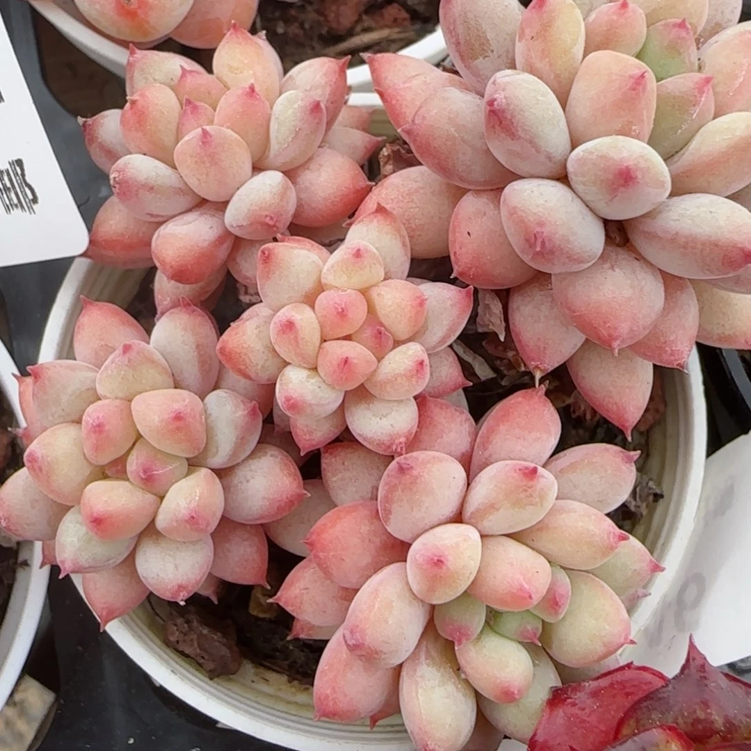 花语逸境0221-348