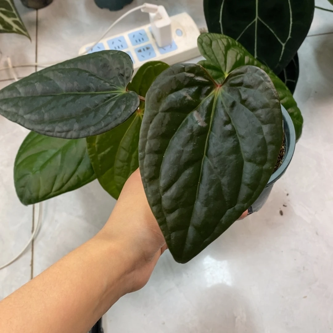 不开花植物papi杂奢华