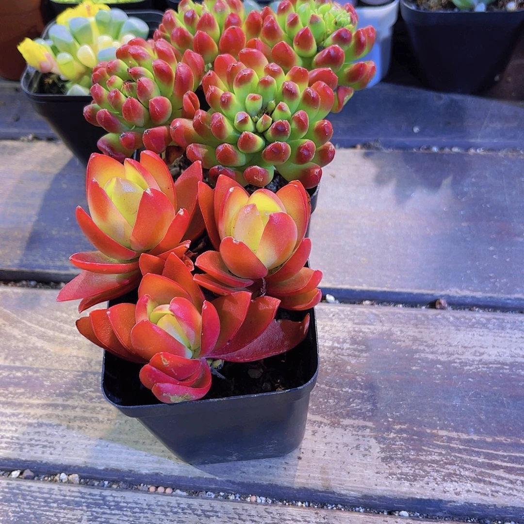 红灯笼。火祭群俩盆111111111