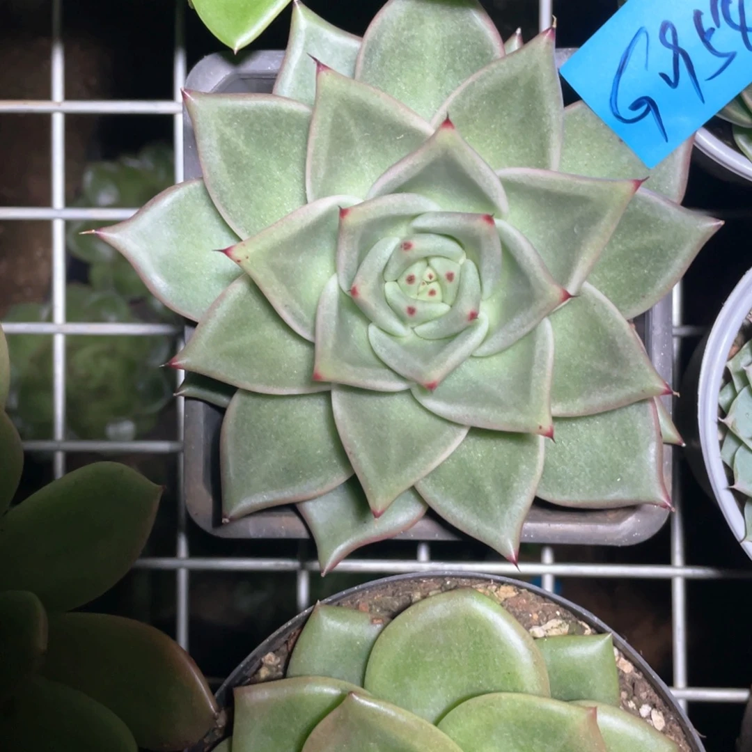多肉植物多肉植物1958
