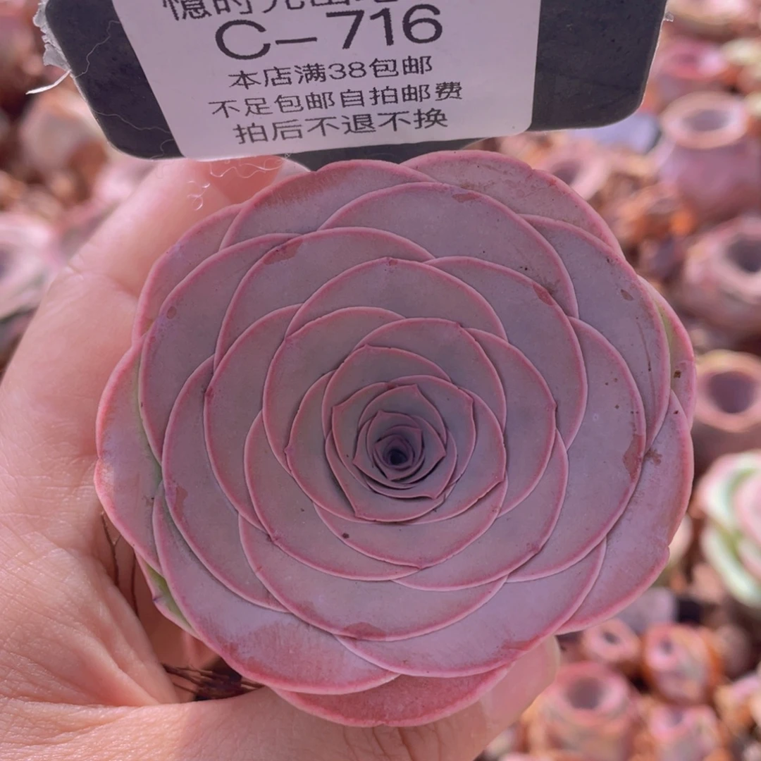 山地玫瑰C716裸根发货断枝不包损不售后