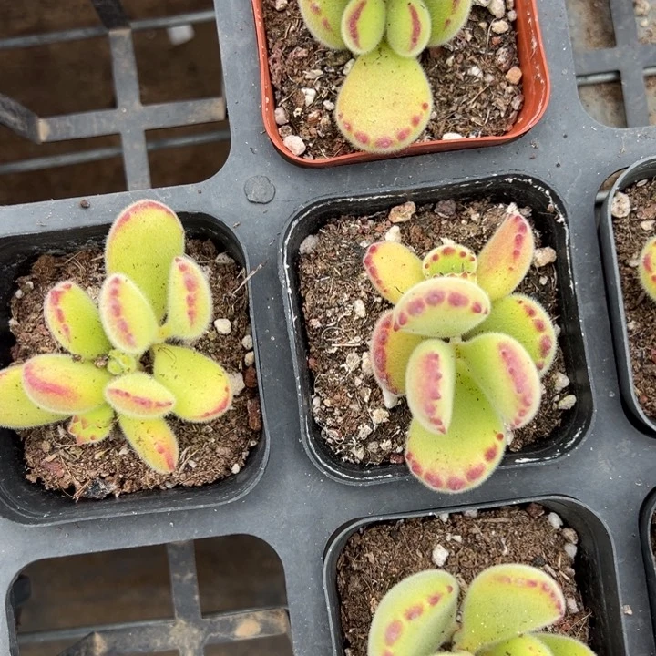 绿熊一颗量拍多肉满20包邮初7发