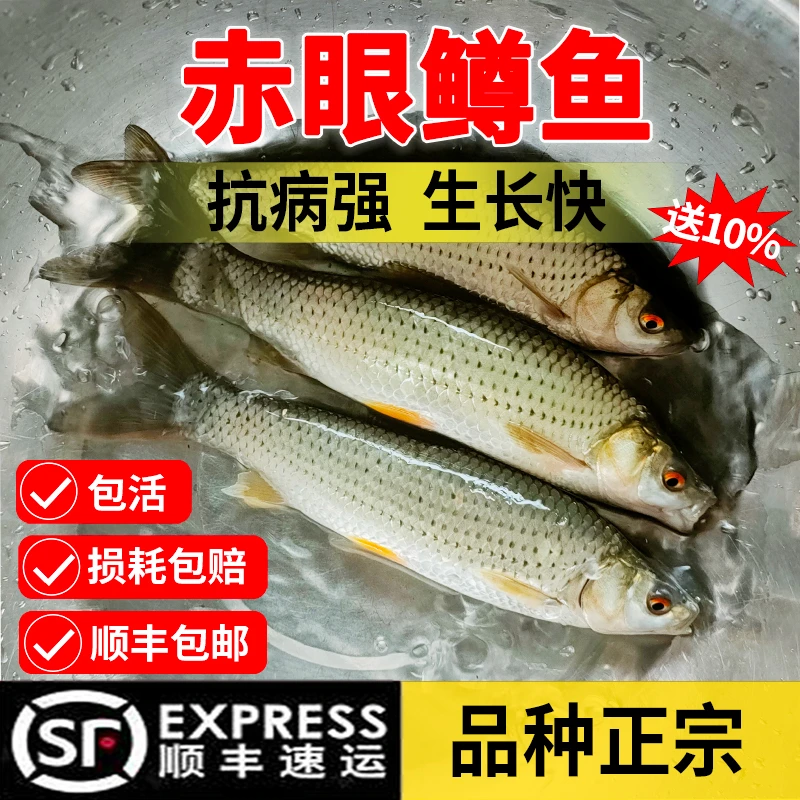 赤眼鳟鱼红眼鳟鱼红眼棒子红眼类麦穗鱼塘养殖水族观赏鱼活鱼包邮