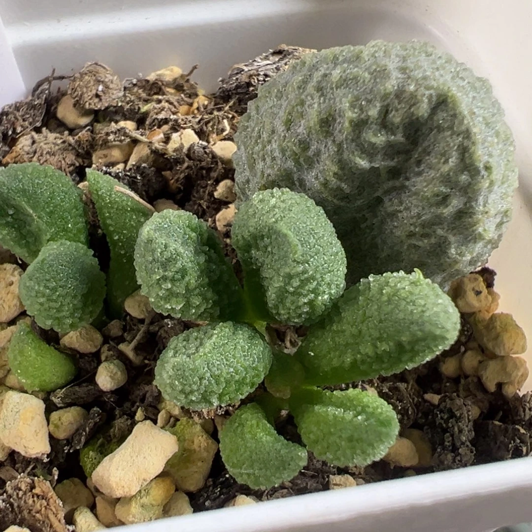 实生新品多肉植物水泡多肉植物水泡