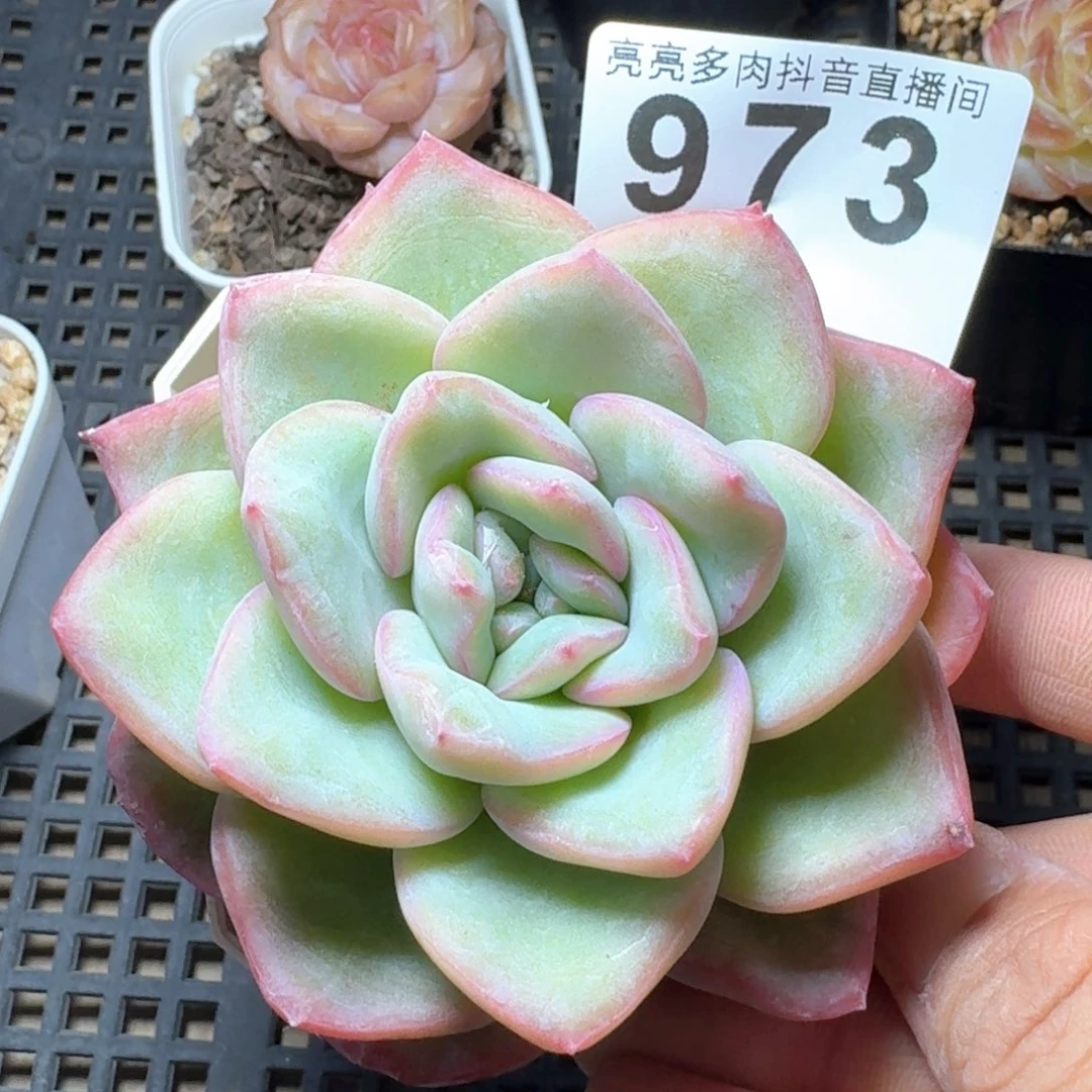 泡芙         编号新品上新
