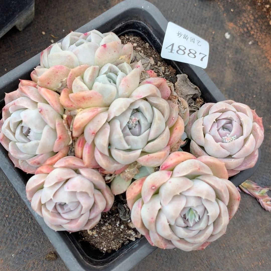 4887杂交精品基地14厘米