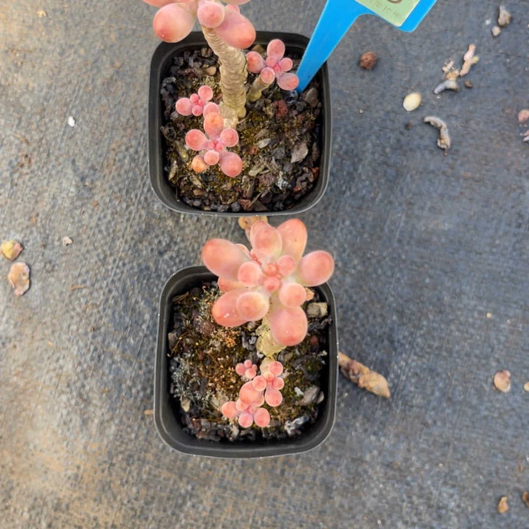 阿***芙云尘多肉一物一拍816