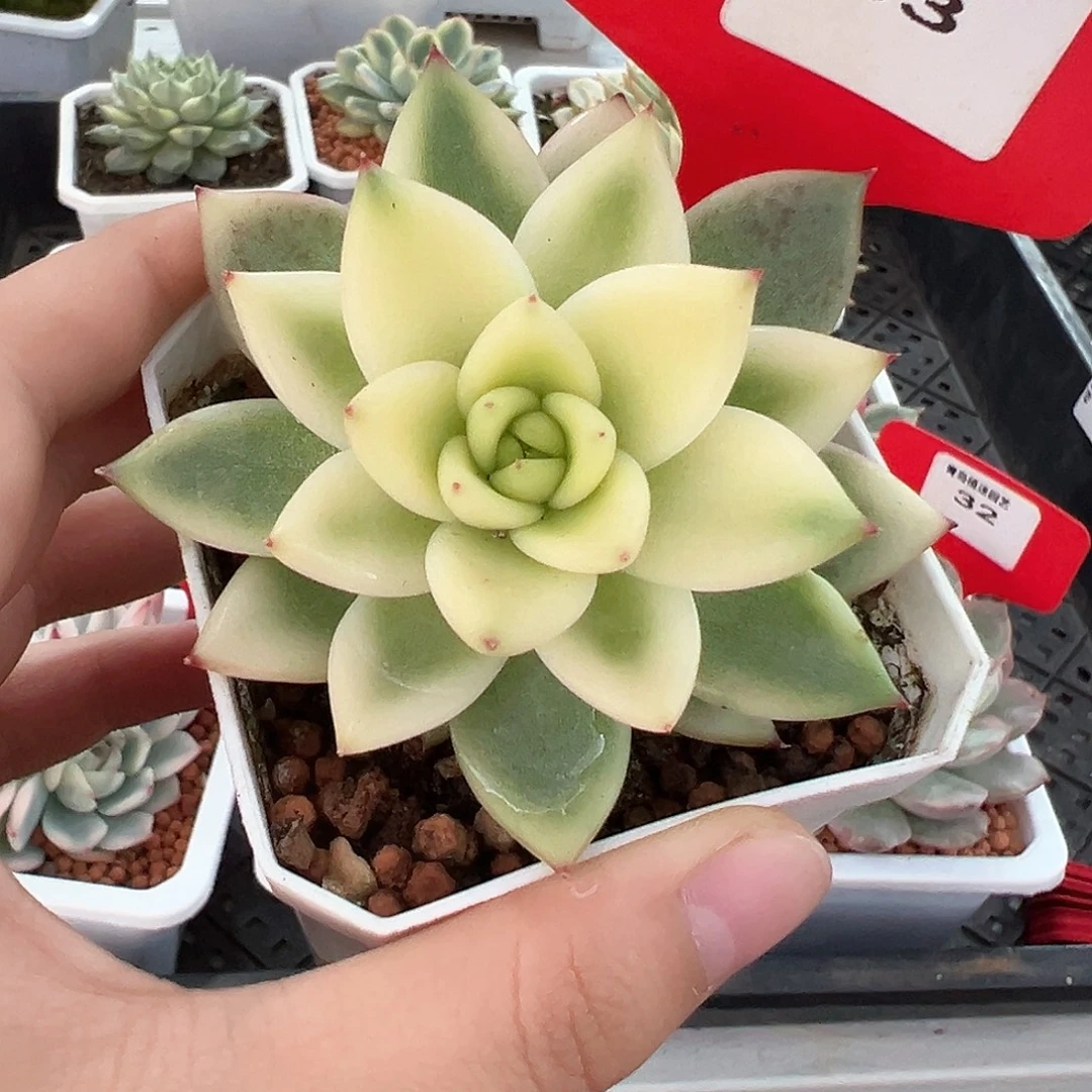 33号东云锦多肉植物