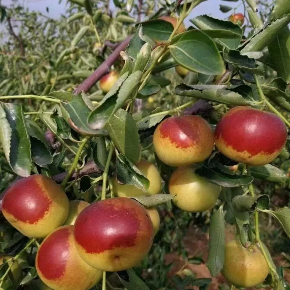 无棣富硒冬枣当季水果现摘金秋现发新鲜脆甜多汁大枣正宗