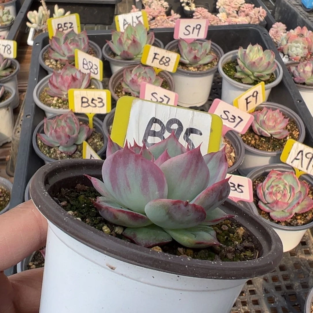 别***字B95惊鸿多肉