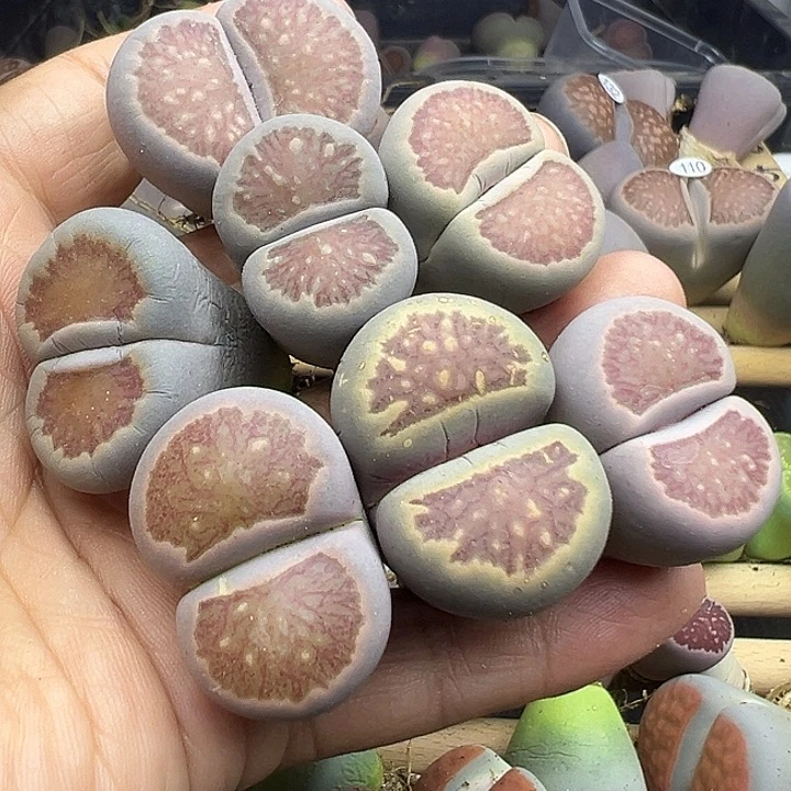 144大长腿福利清