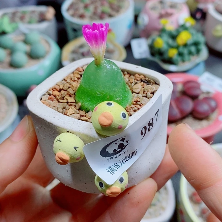生生，花花花花花花花花987
