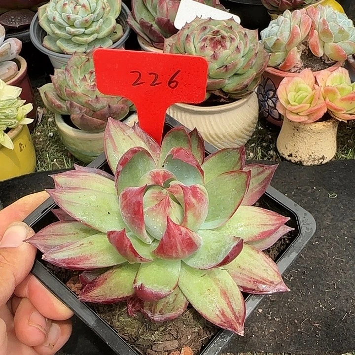惊鸿一物一拍包装收缩花旱226