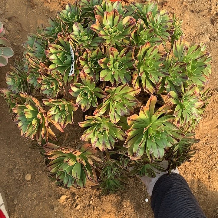 有点弯根必火944号的