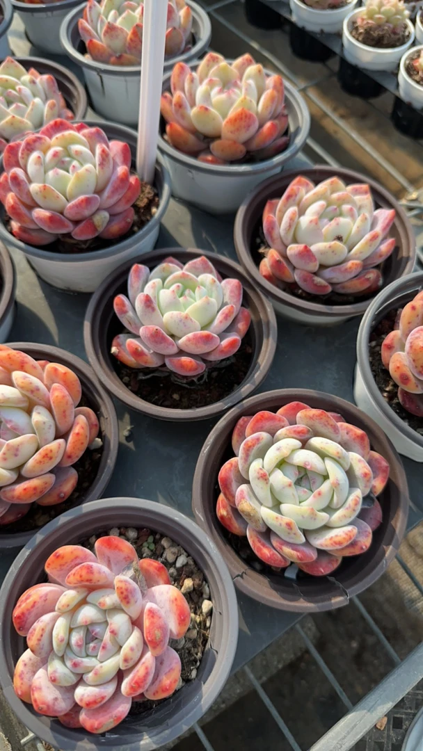 梦露单头微瑕多肉植物 脱土