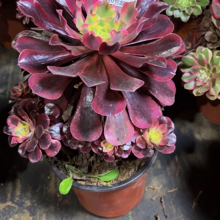 瑞妈，，，。。。463美杜莎